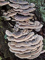 mushrooms on a tree