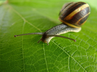 snail 01