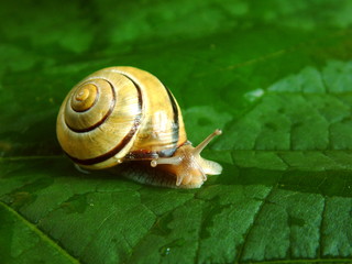 snail 04