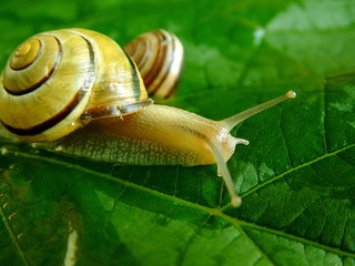 snail 05