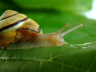 snail 08