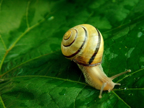snail 06
