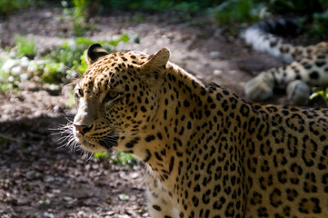 amur leopard