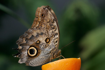 blue morpho