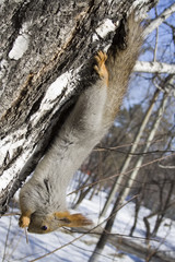 squirrel on the trunk of tree