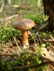mushroom 01