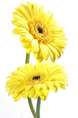 Naklejka premium yellow flowers