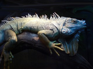iguana