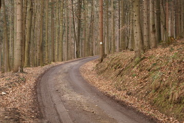 Fototapeta premium forest