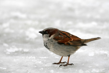 angry sparrow