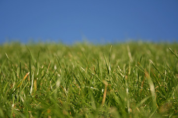 grass