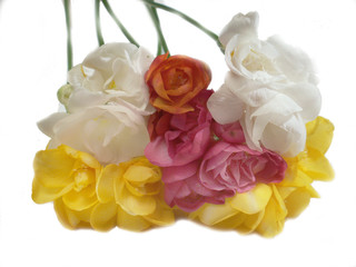 freesia