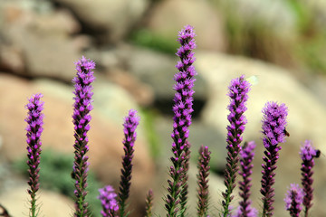 liatris