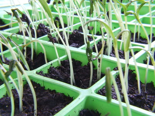 lots of growing seedlings