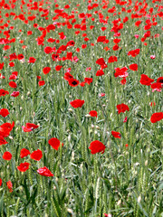 Fototapeta premium papaveri 2
