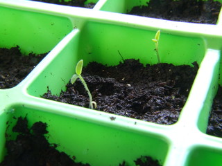 a couple of seed shoots