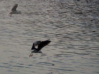 lagrande calata dei gabbiani