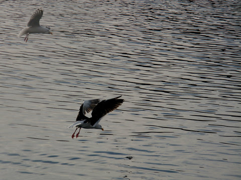 lagrande calata dei gabbiani