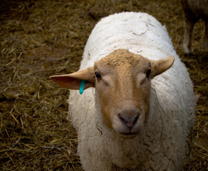 a sheep