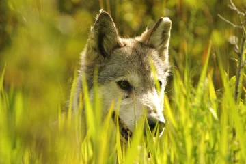 Papier Peint photo autocollant Loup grey wolf