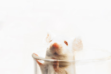 laboratory mouse