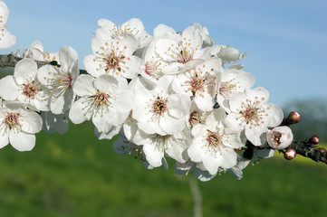 apple blossoms