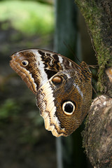 owl butterfly
