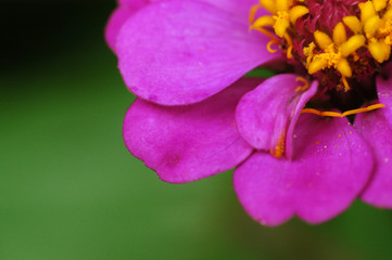 purple flower