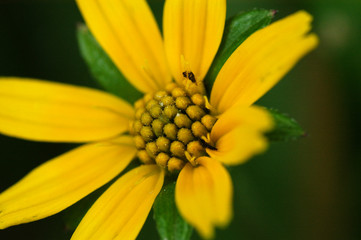 yellow flower