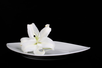 white lily on plate