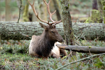 roosevelt elk resting