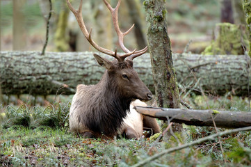 roosevelt elk resting © Marina Krasnovid