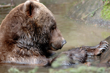 grizzly swimming