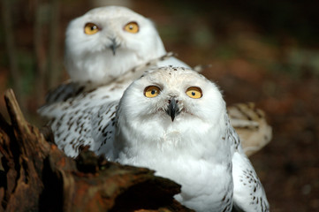 Obraz premium snowy owls
