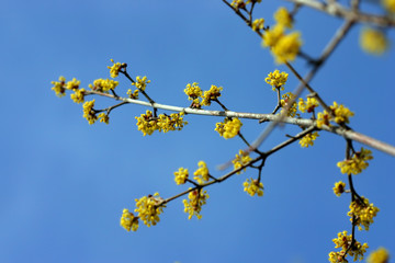 yellow spring flowers/buds and blue sky