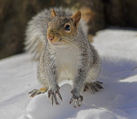 squirrel in the park