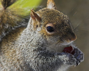 squirrel eating berry