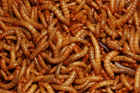 acheta domesticus
