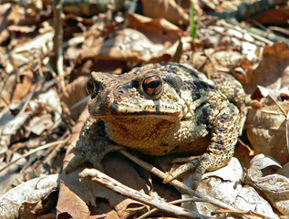 far-eastern toad (bufo gargarizans) 4