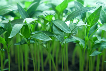 green seedling of pepper