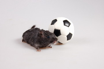 mouse with football ball