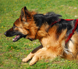 berger allemand en pleine course