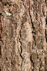 tree bark background