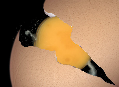 coquille et jaune d'oeuf