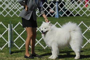 samoyed dog poses for the judges