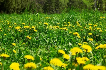 Fototapeta premium yellow dandelons