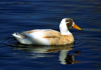Indian Runner Duck In Blue Water