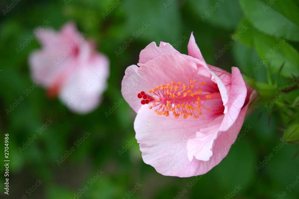 Wall mural pink hibiskus blossoms - shallow depth of field