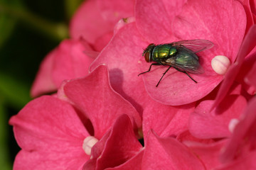 resting fly on hydrangea