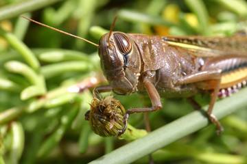 big grasshopper holding a bud